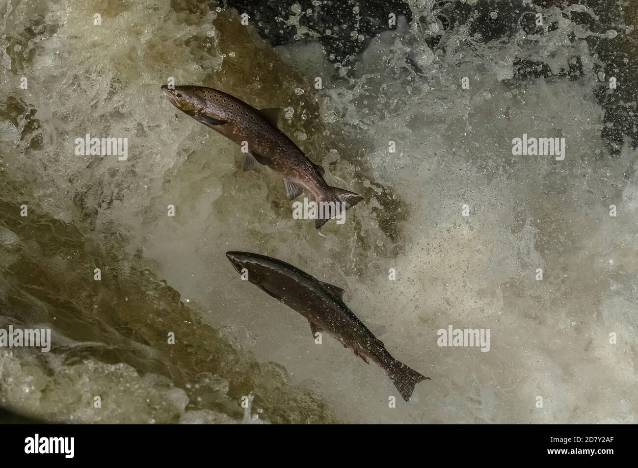 Atlantischer Lachs, Salmo Salar, Migration auf den Fluss Almond, Perth & Kinross, zu züchten. Stockfoto