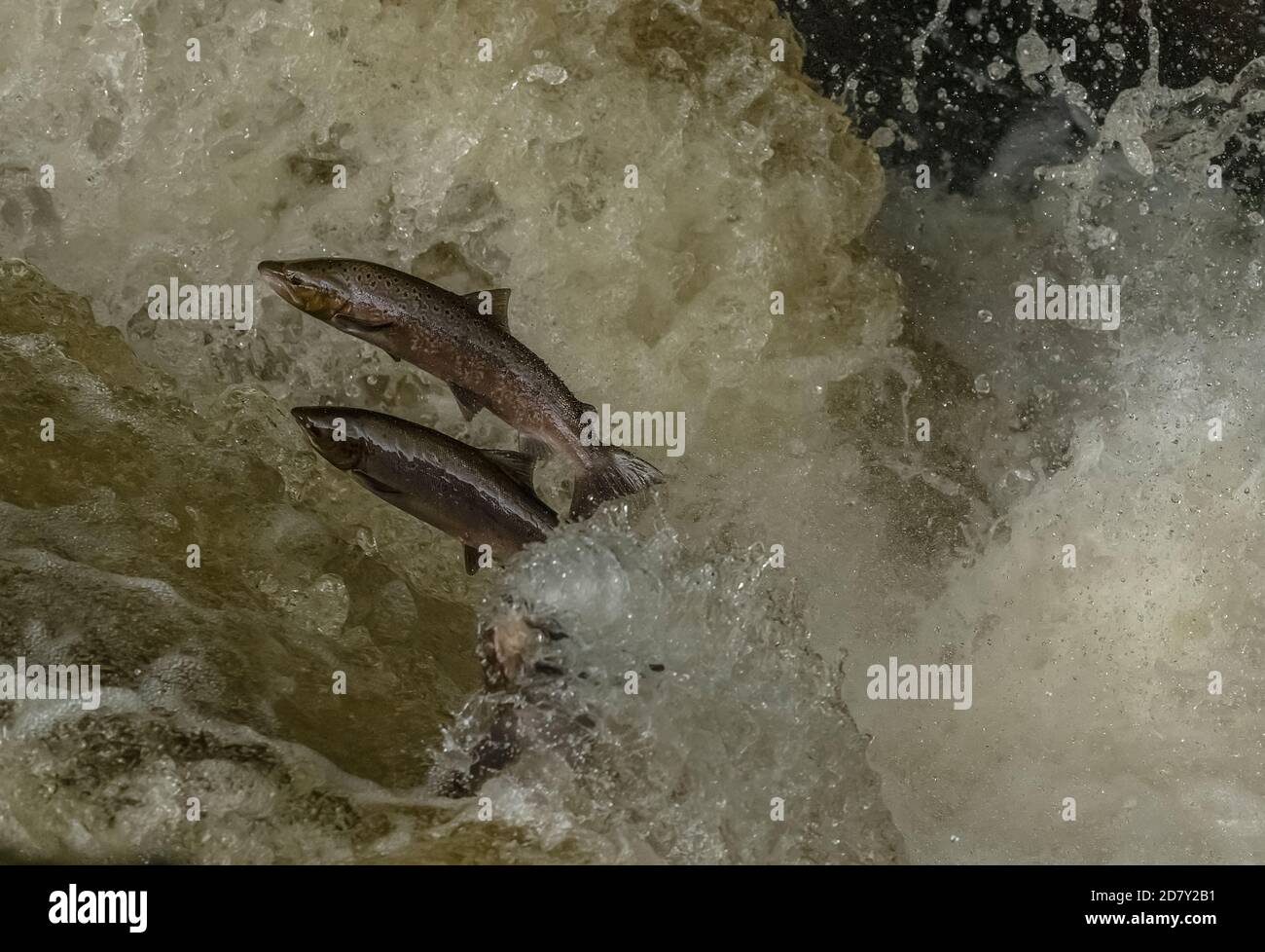 Atlantischer Lachs, Salmo Salar, Migration auf den Fluss Almond, Perth & Kinross, zu züchten. Stockfoto