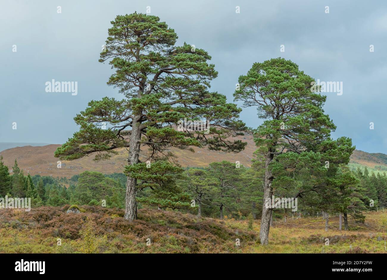 Schottenkiefer, Pinus sylvestris Bäume in Glen Affric, nationales Naturschutzgebiet und Caledonian Forest Reserve, im Herbst; Highland. Stockfoto