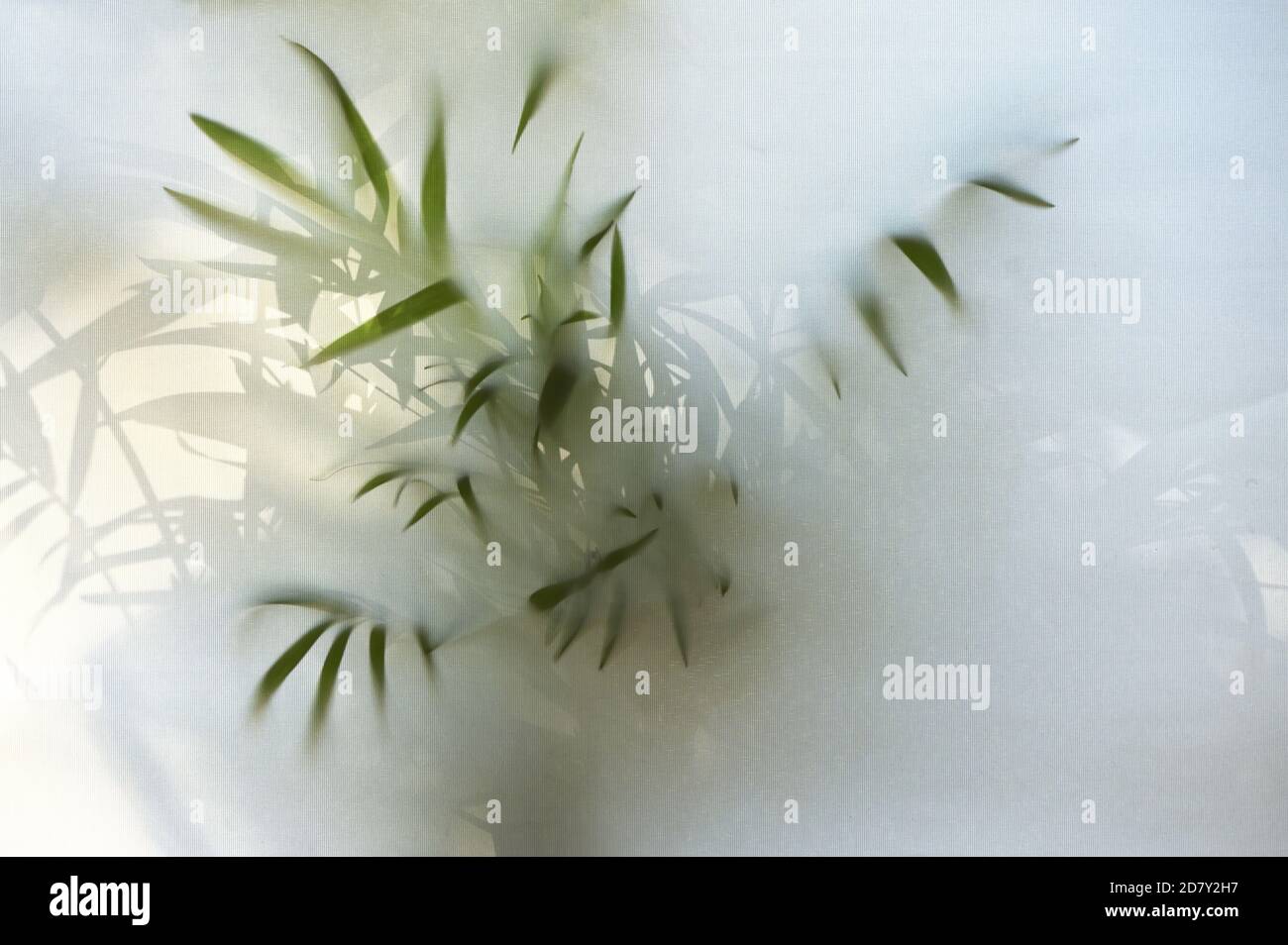 Abstrakte Schatten der grünen Pflanze hinter dem Fenster blind Stockfoto