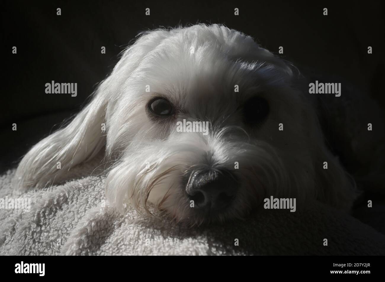 Niedliche Malteze Hund legen auf Sofa und natürliches Licht Stockfoto