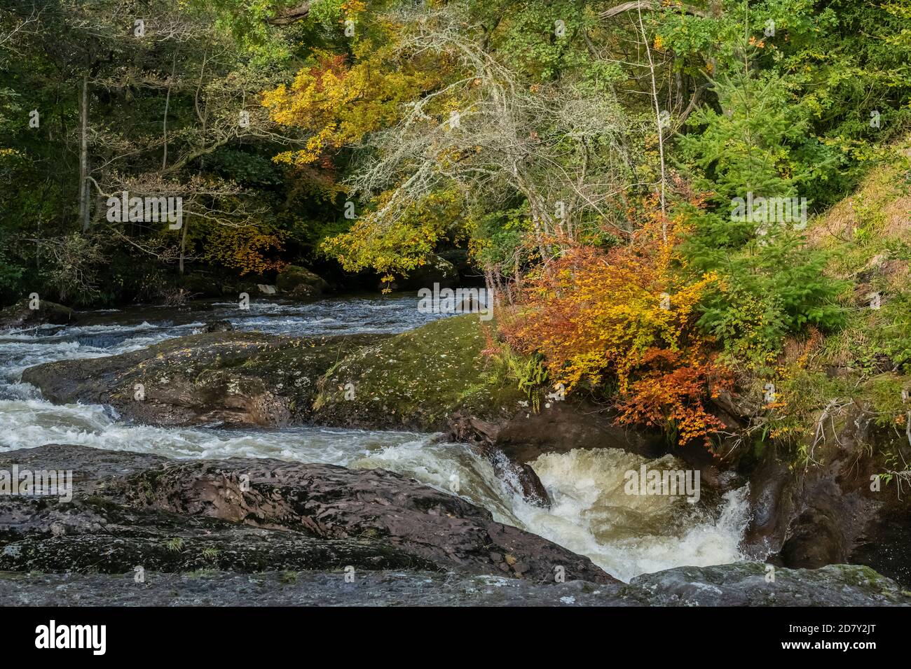 Die River Almond bei Buchanty Spout in der Nähe von Crieff, Perthshire - bekannt Lachs Sprung - im Herbst. Schottland. Stockfoto