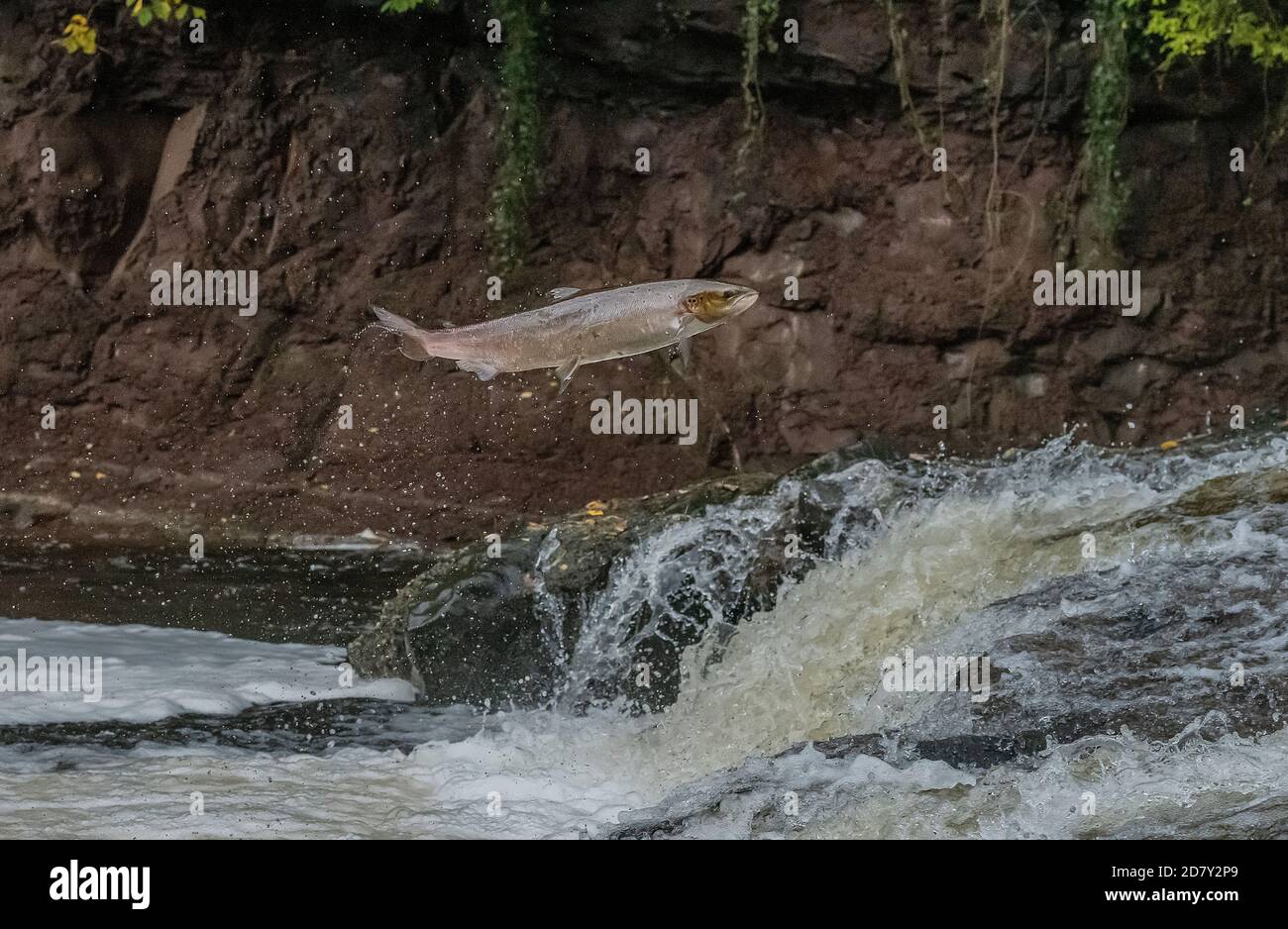 Atlantischer Lachs, Salmo Salar, Migration auf den Fluss Almond, Perth & Kinross, zu züchten. Stockfoto