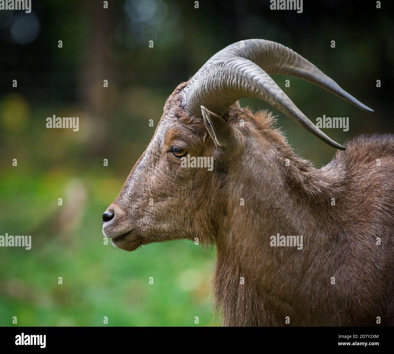 Captive barbary Schafe / aoudad (Ammotragus lervia) Stockfoto