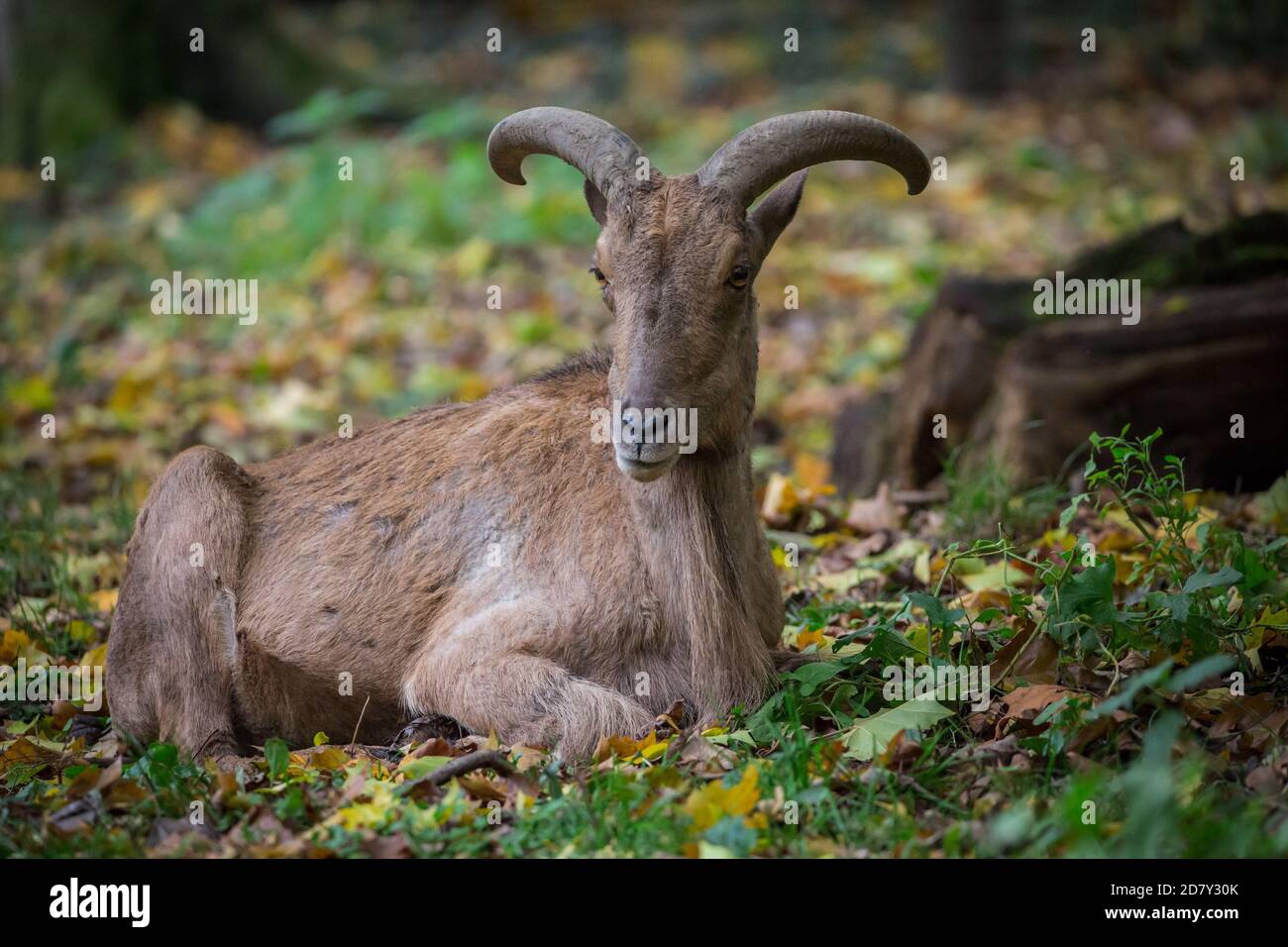 Captive barbary Schafe / aoudad (Ammotragus lervia) Stockfoto