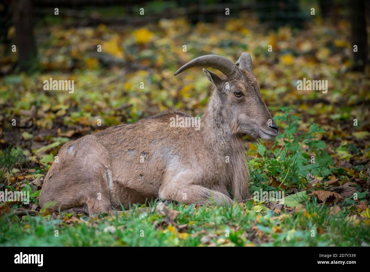 Captive barbary Schafe / aoudad (Ammotragus lervia) Stockfoto