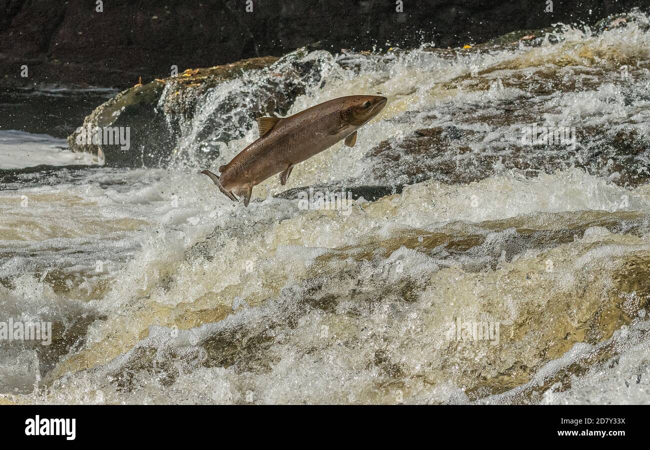 Atlantischer Lachs, Salmo Salar, Migration auf den Fluss Almond, Perth & Kinross, zu züchten. Stockfoto