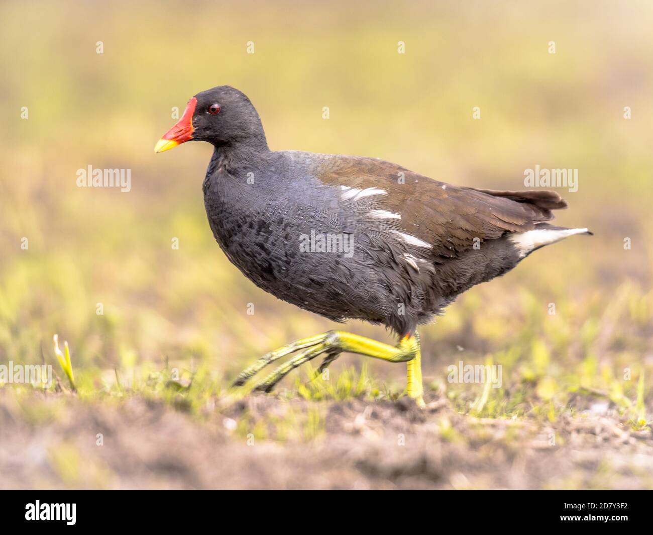 Gemeinsame Sumpfhuhn (Gallinula chloropus) Vogel auf der Bank von Feuchtgebieten Teich in Flandern Belgien ausgeführt wird. Helle bearbeiten. Stockfoto