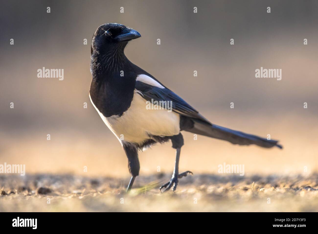 Eurasischer Magpie (Pica pica) mit Blick auf die Kamera im Kiskunsagi Nationalpark, Pusztaszer, Ungarn. Februar. Stockfoto