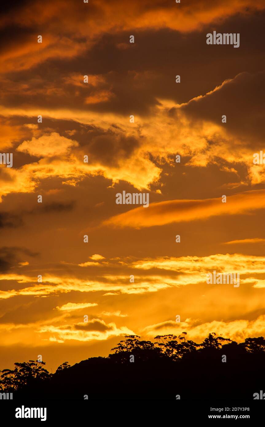 Blassgoldener Sonnenuntergang mit abwechslungsreichen Wolken über Bäumen am Horizont. Summer, Tamborine Mountain, Australien. Speicherplatz kopieren. Stockfoto