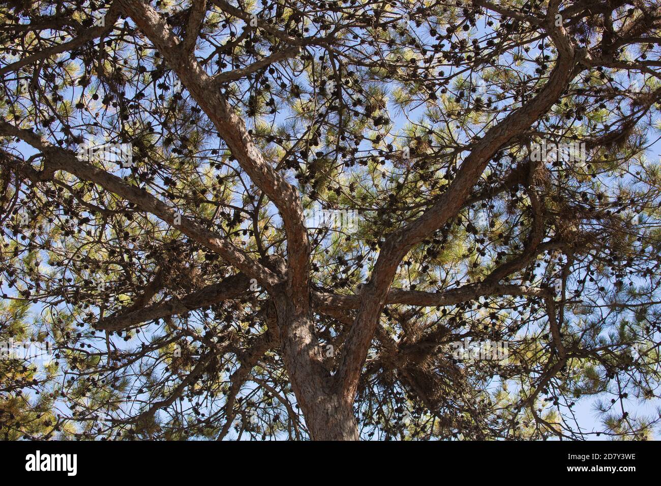 Ein alter Baum innerhalb der Stadtmauern von Fobbien Peking, China Stockfoto