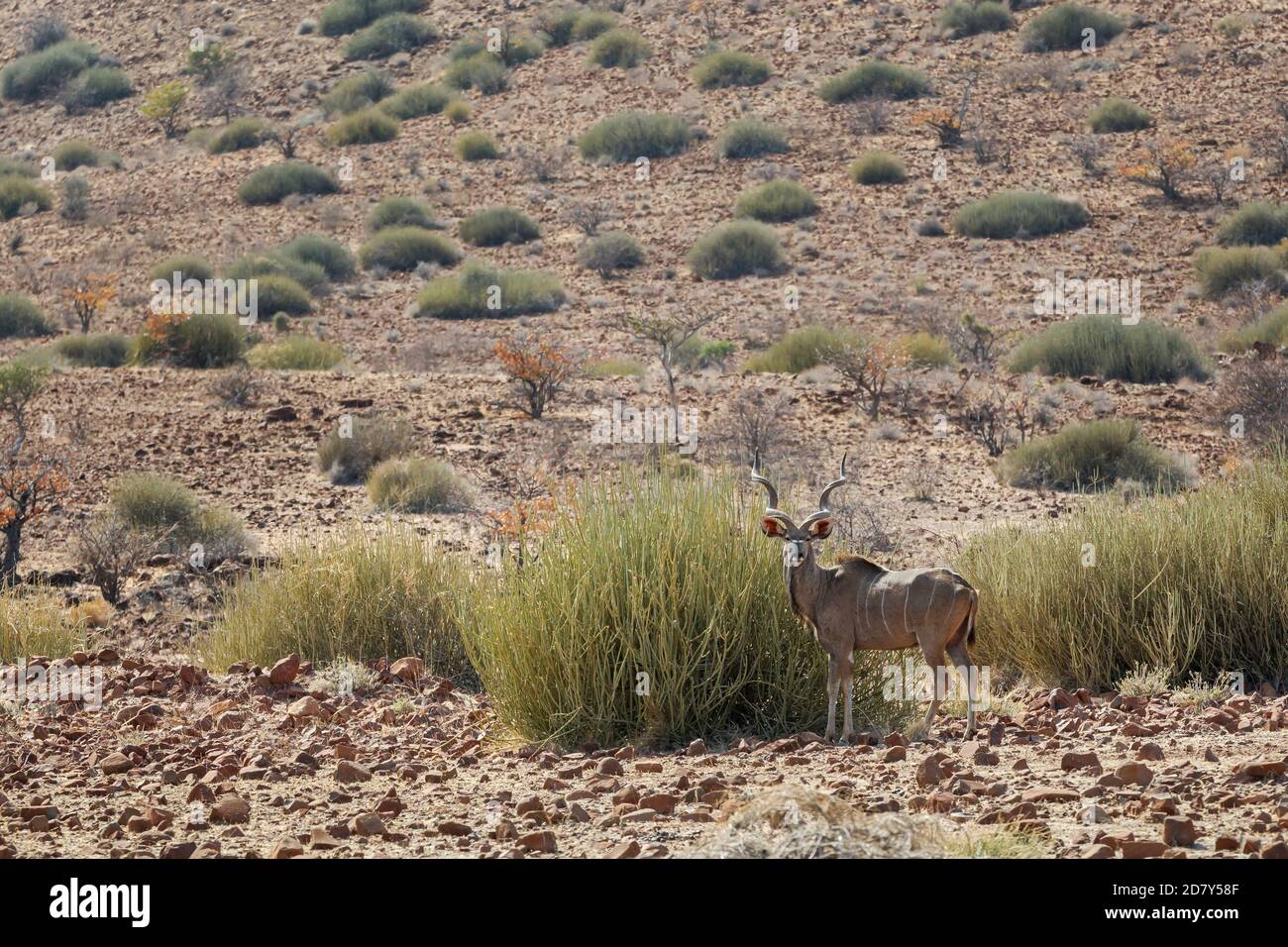 Stolzer Kudu, Tragelaphus strepsiceros, steht in der Landschaft Namibias. Ein männliches erwachsenes Tier mit großem Geweih, Seitenansicht des Vollkörpers. Namibia, Stockfoto