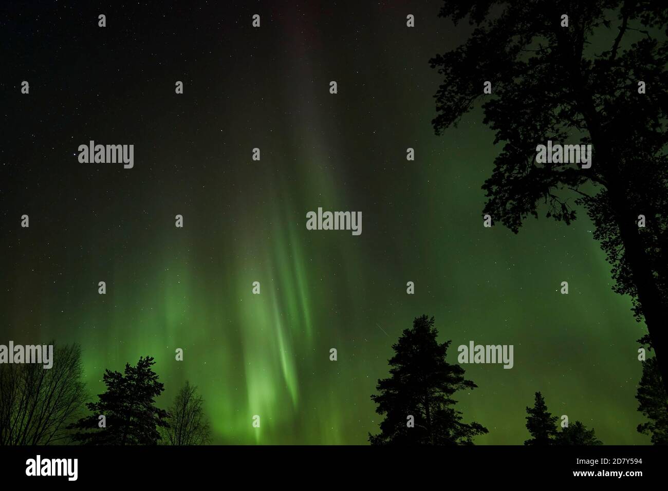 Nordlichter über Schwedisch Lappland im Oktober 2020. Grüner Himmel mit Magenta und Sternen. Stockfoto