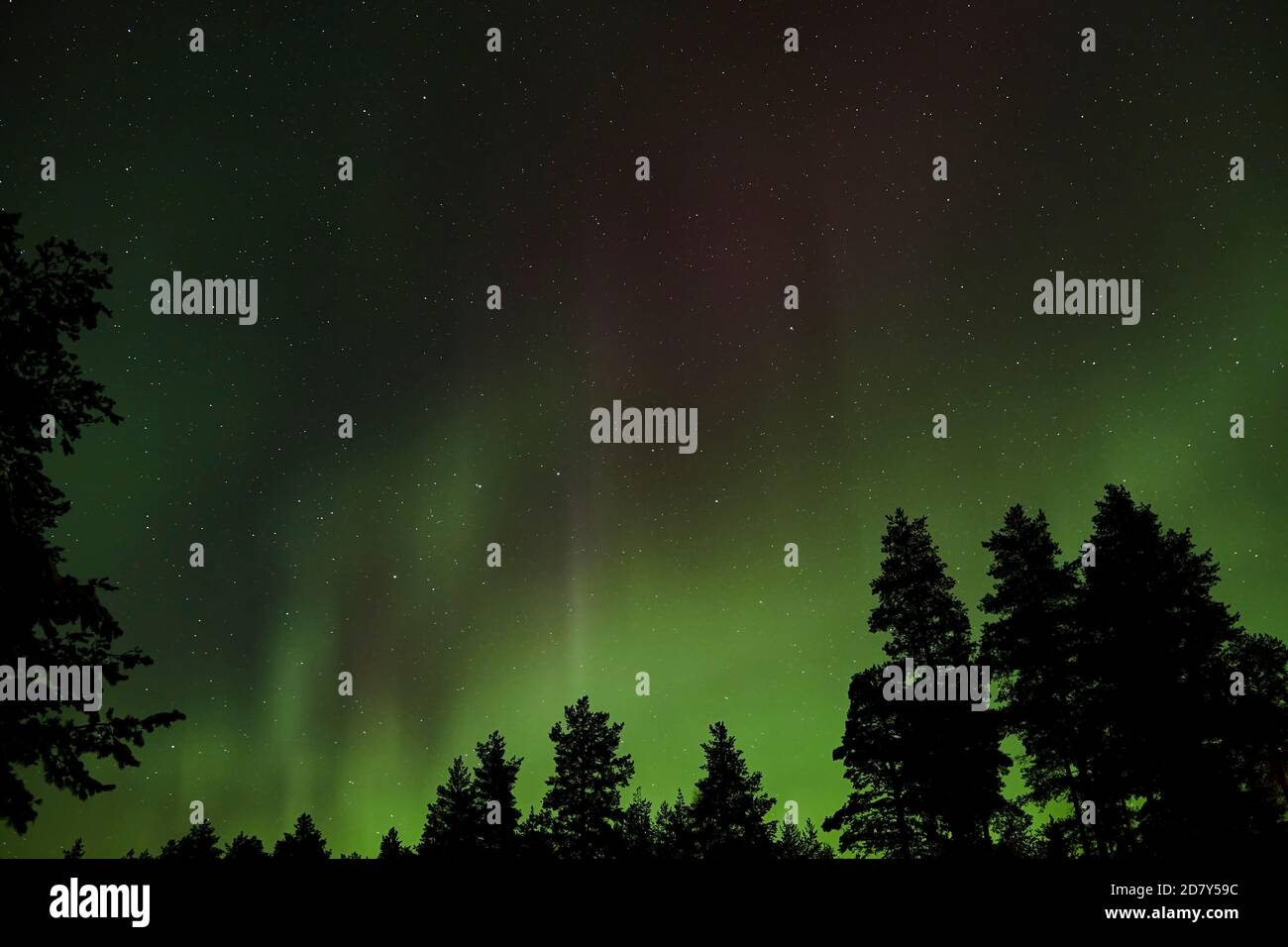 Nordlichter über Schwedisch Lappland im Oktober 2020. Grüner Himmel mit Magenta und Sternen. Stockfoto