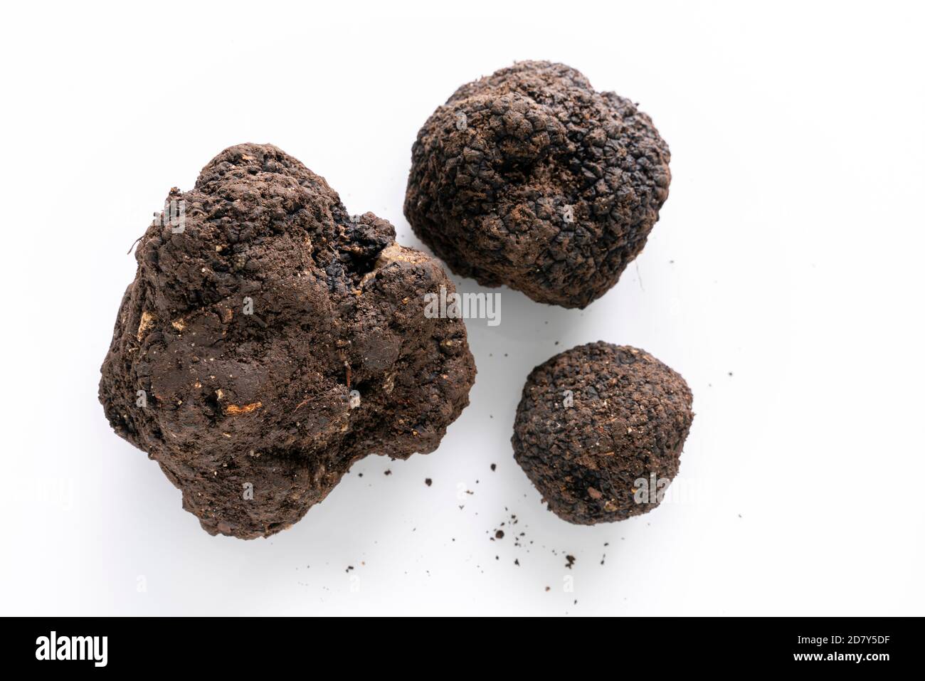 Schwarze Nase mit Spuren von Erde. Stockfoto