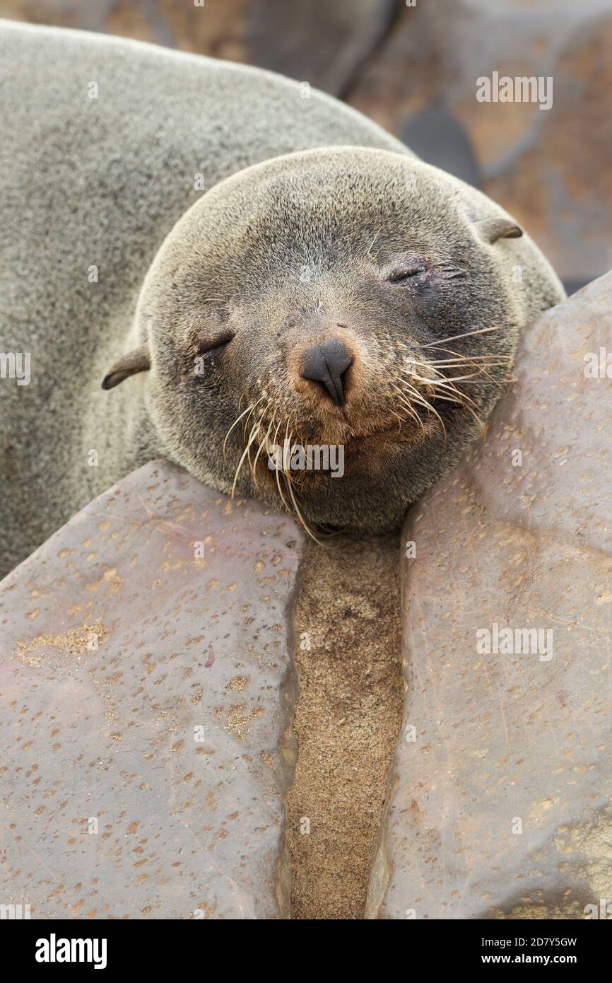 Braune Pelzrobbe, Arctocephalus pusillus, Nahaufnahme des Tieres, das mit seinem Kopf zwischen einem Felsen am Cape Cross Namibia, Afrika schläft. Stockfoto