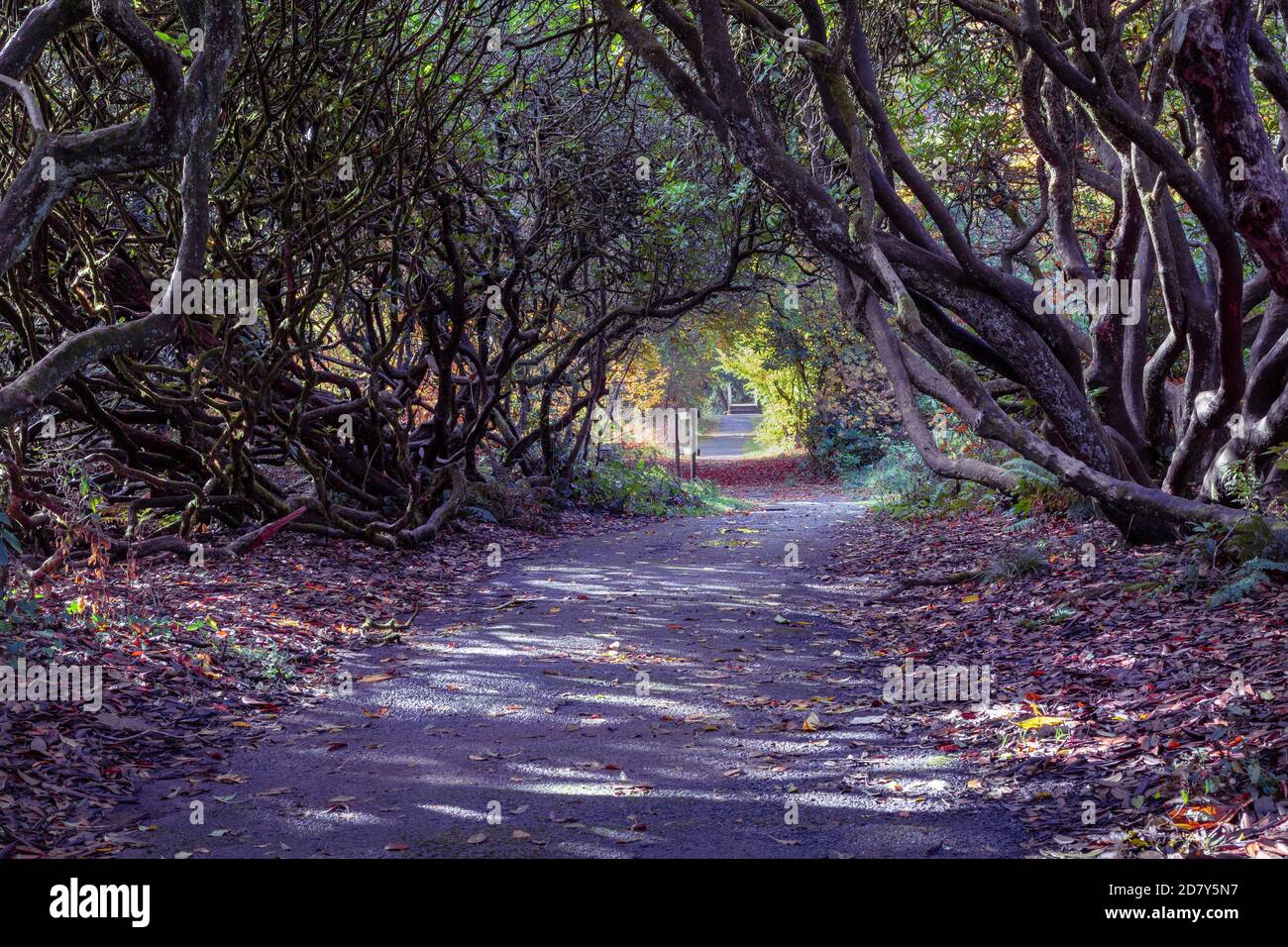 Von Bäumen gesäumter Rhododendron-Gehweg Stockfoto