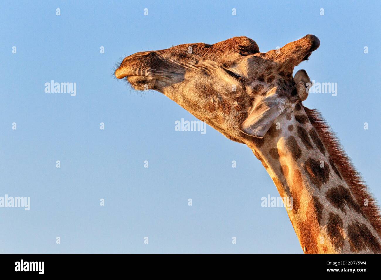 Giraffe, Giraffa camelopardalis, Profil aus der Nähe des Kopfes des Tieres. Etosha Nationalpark, Namibia, Afrika. Stockfoto