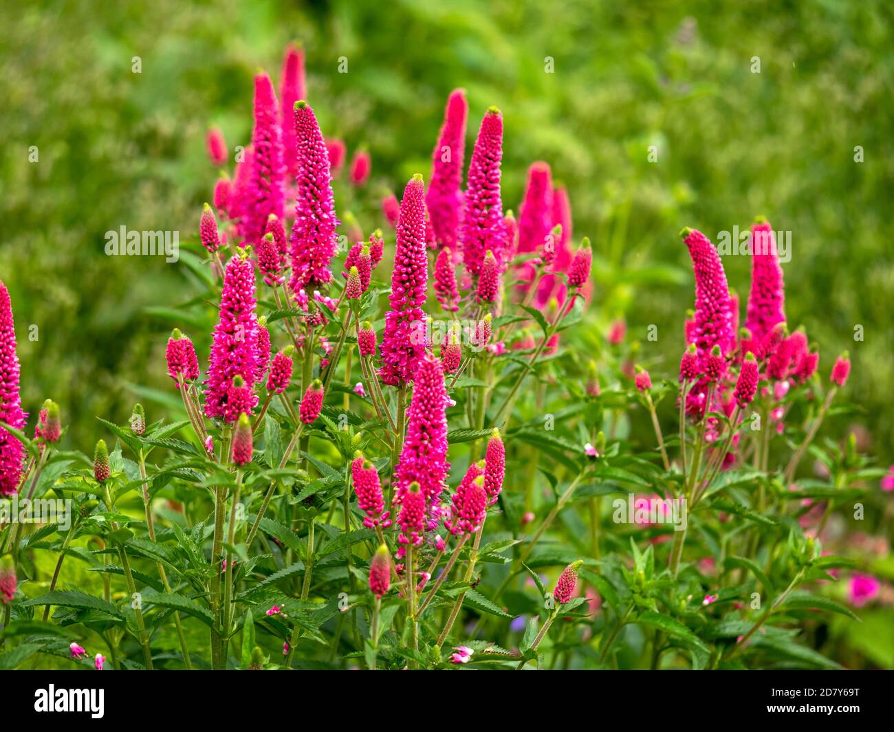 Dunkelrosa Blüten von Spike Speedwell, Veronica, nur Öffnung in einem sonnigen Garten Stockfoto