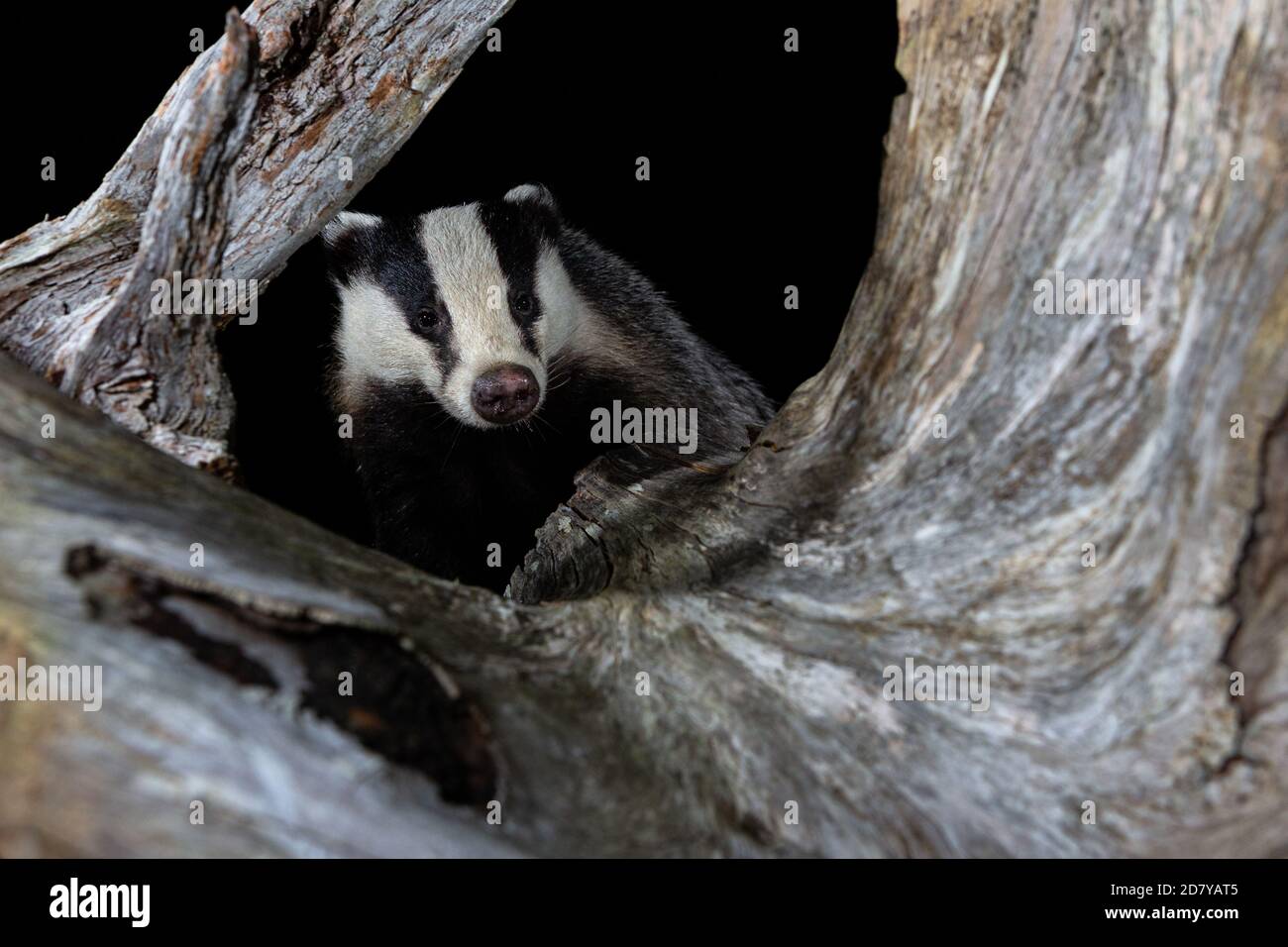 Dachs auf der Suche nach Nahrung in Vorbereitung auf den Winter. Stockfoto