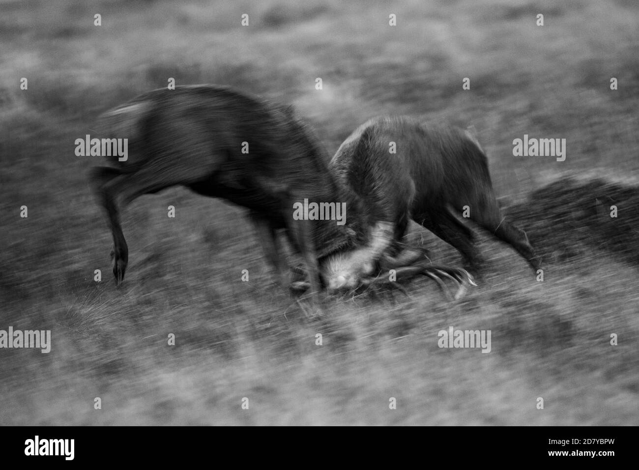 Rothirsch während der Rut, Applecross, Schottland, Großbritannien. Stockfoto