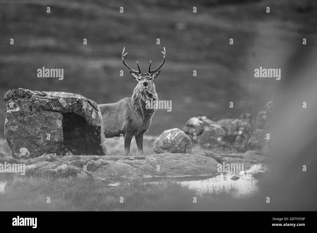 Rothirsch während der Rut, Applecross, Schottland, Großbritannien. Stockfoto