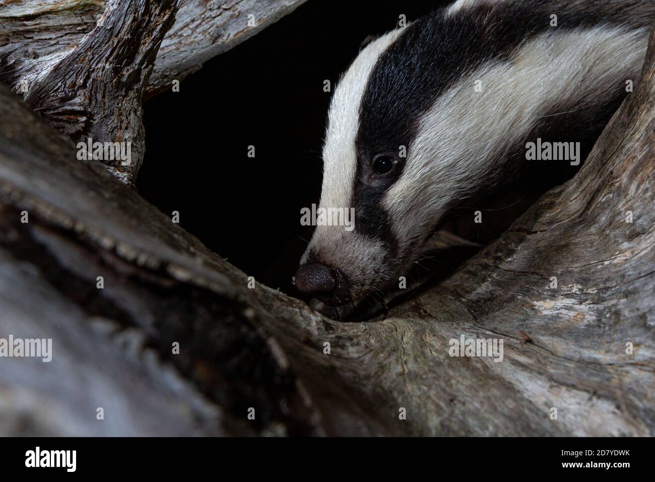 Dachs auf der Suche nach Nahrung in Vorbereitung auf den Winter. Stockfoto