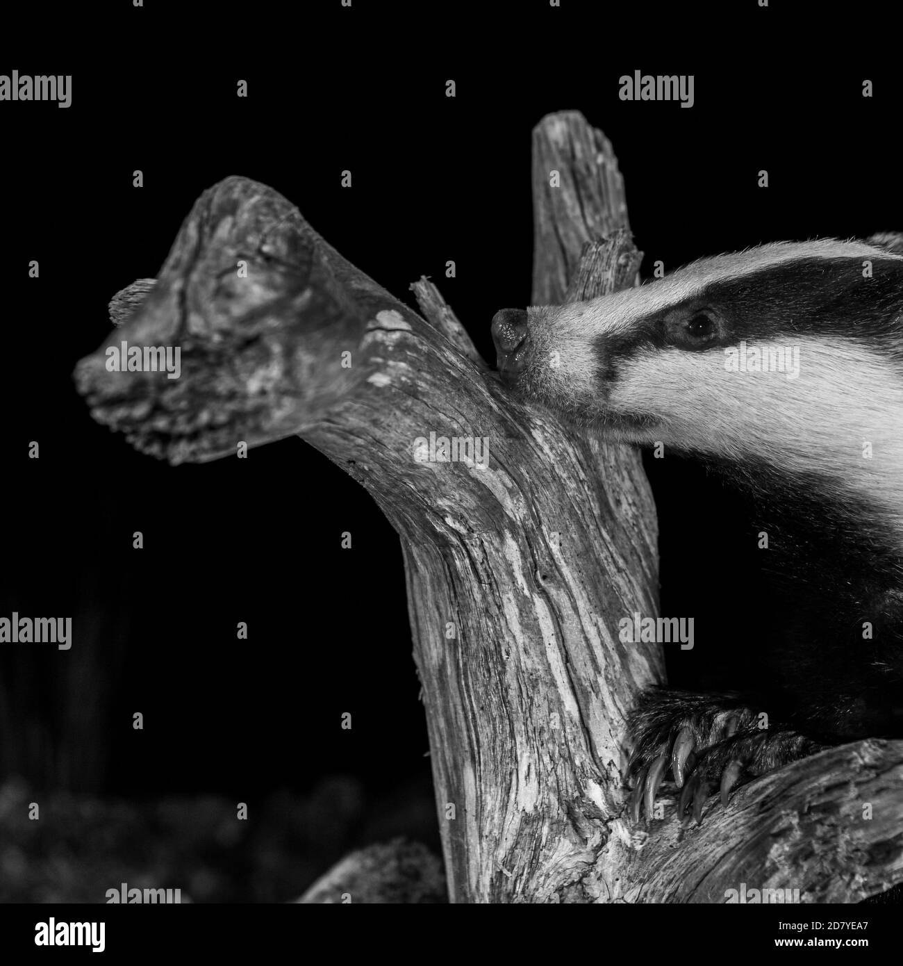 Dachs auf der Suche nach Nahrung in Vorbereitung auf den Winter. Stockfoto