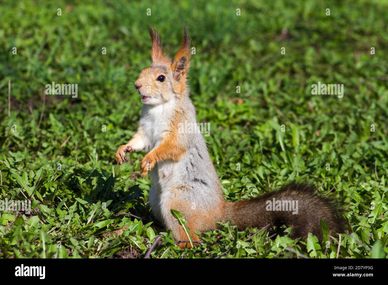 Braunes Eichhörnchen steht auf seinen Hinterbeinen auf grünem Gras Mit offenem Mund Stockfoto
