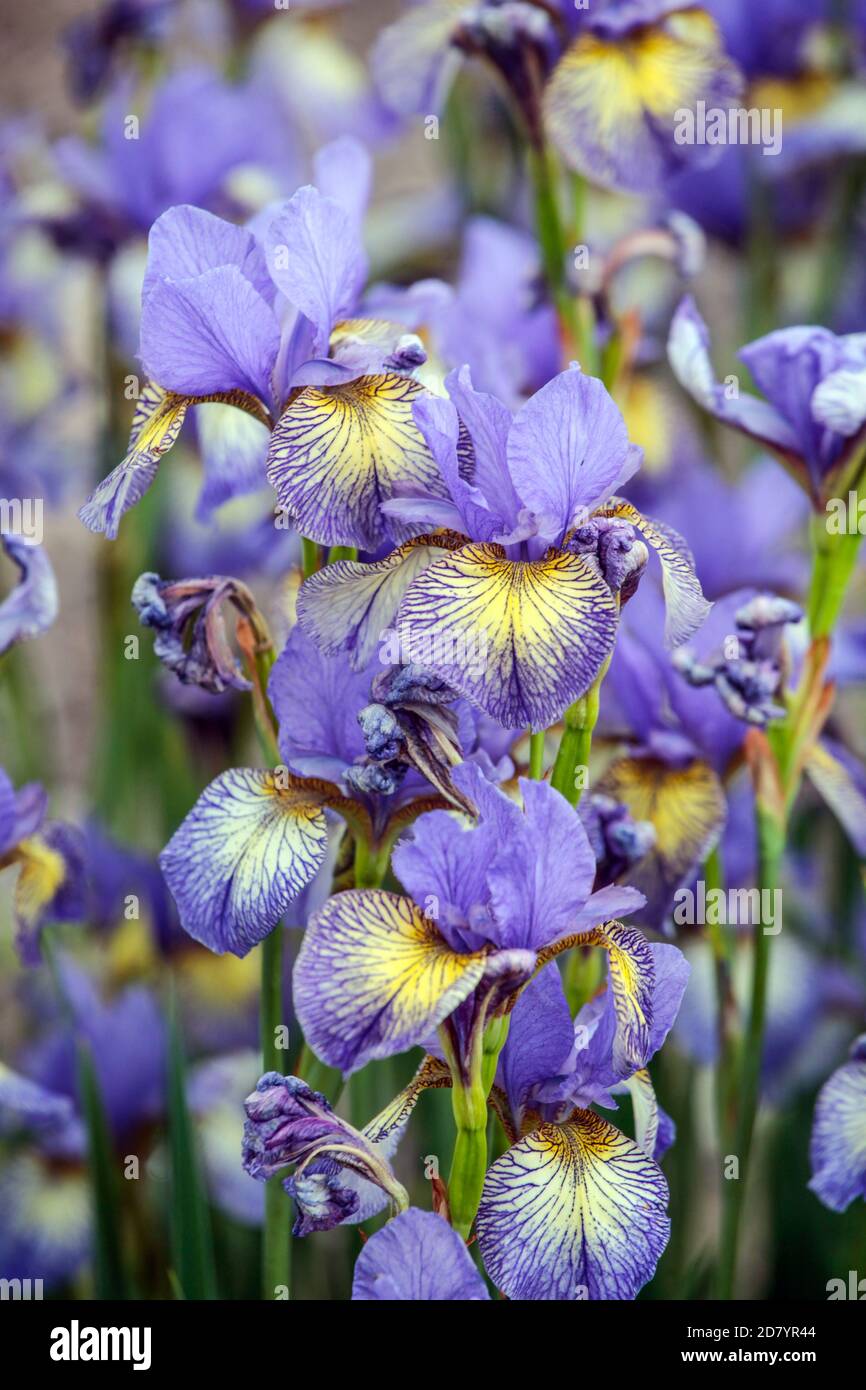 Sibirische Iris sibirica 'bannisches Unglück', Irisblüte, Irisblüte blau Stockfoto