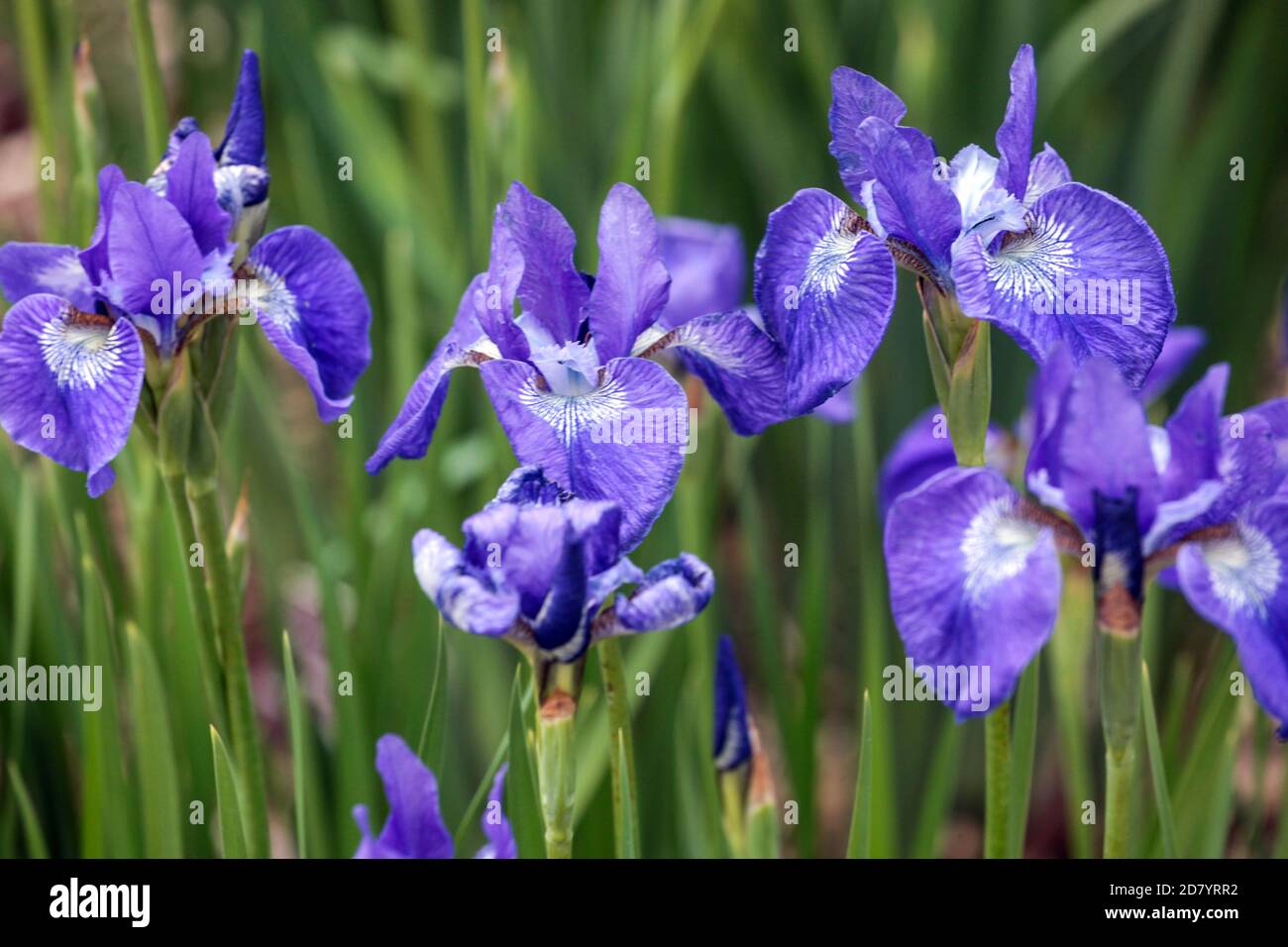 Blaue sibirische Iris, Iris sibirica „Grand Junction“ Stockfoto