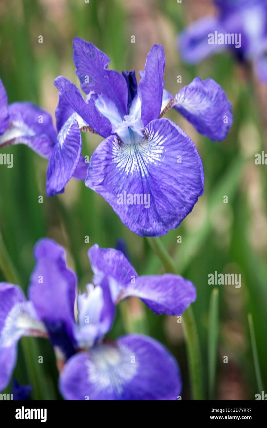 Blaue sibirische Iris, Iris sibirica „Grand Junction“ Blumenportrait Stockfoto
