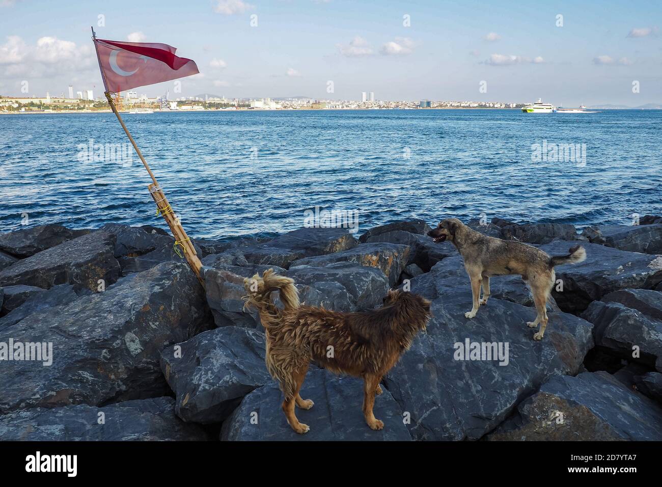 Zwei obdachlose Hunde auf Felsen und türkische Flagge am Ufer, Meerblick Stockfoto
