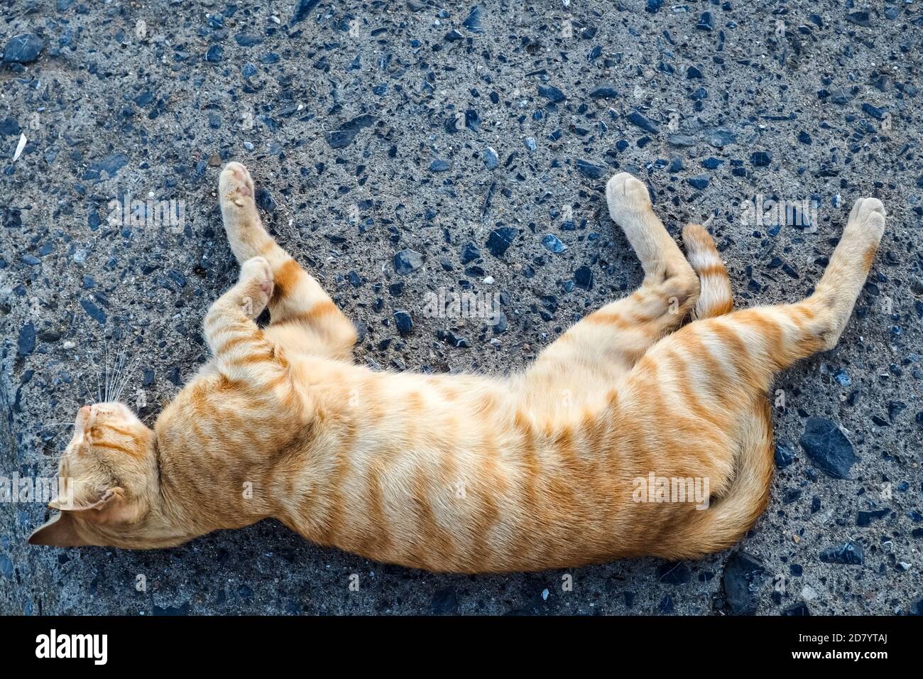 Rot gestreifte Katze auf Stein liegend, Draufsicht Stockfoto