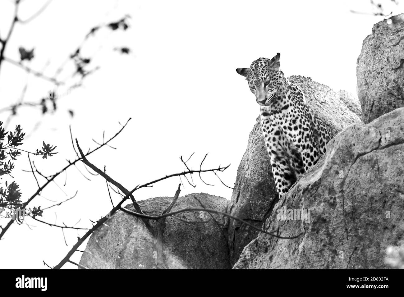 Leoparden beobachten von einem Felsbrocken im Kruger Nationalpark, Südafrika; specie Panthera pardus Familie von Felidae Stockfoto