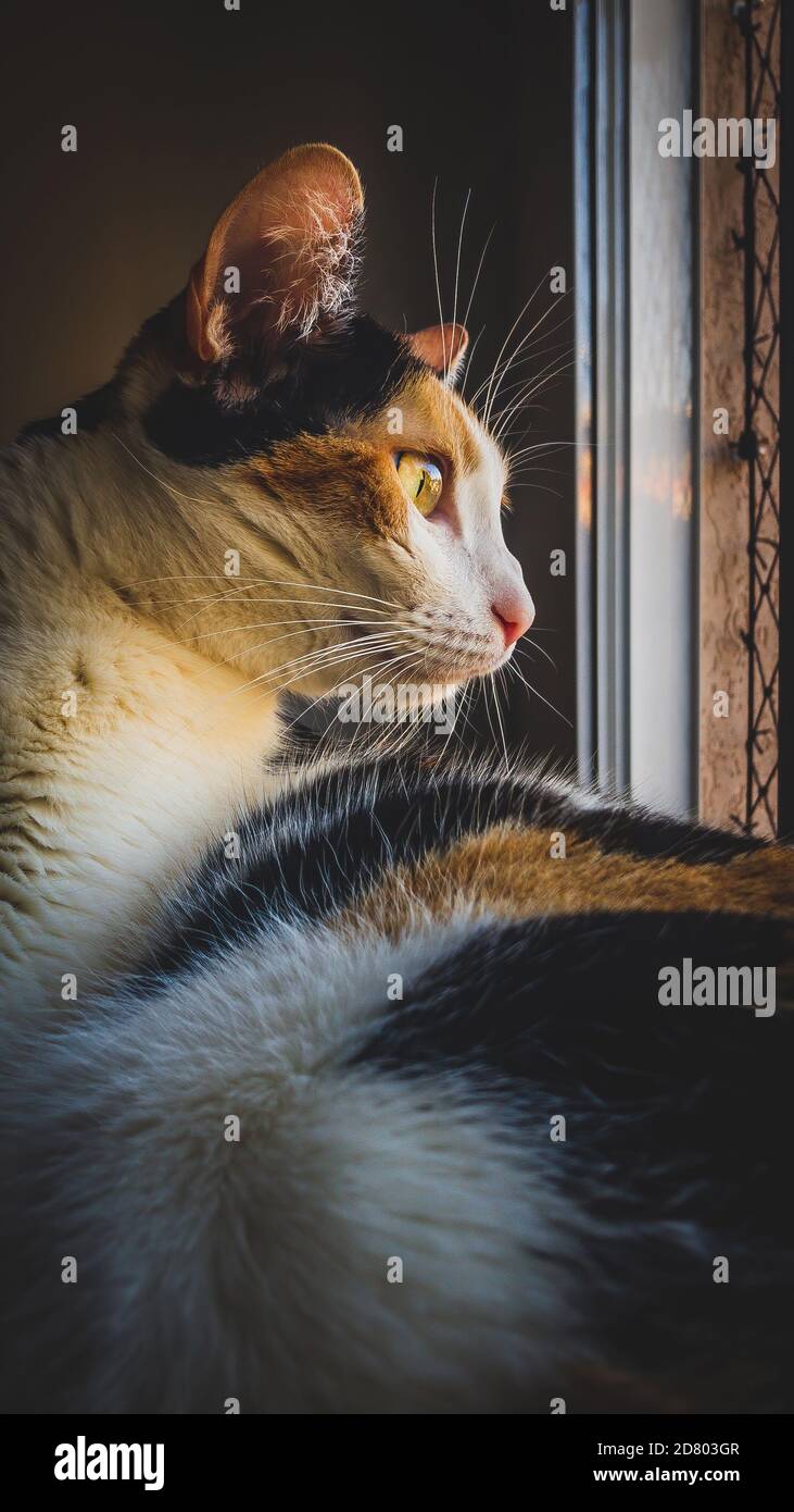 Eine streunende Katze, die aus ihrem Hausfensterzaun auf das Abendlicht schaut. Selektiver Fokus Stockfoto