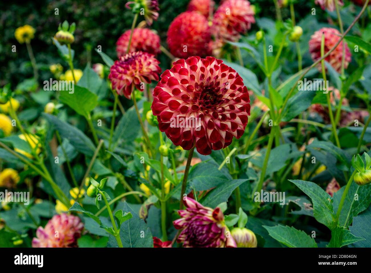 Dahlia Ball Jowey Joshua eine blühende zweifarbige Variante Dahlia Stockfoto