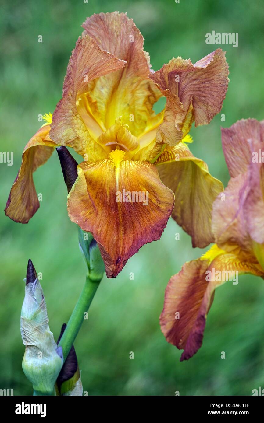 Coopper Brown Tall Bearded Iris Flower „Wiese Sunset“ Stockfoto