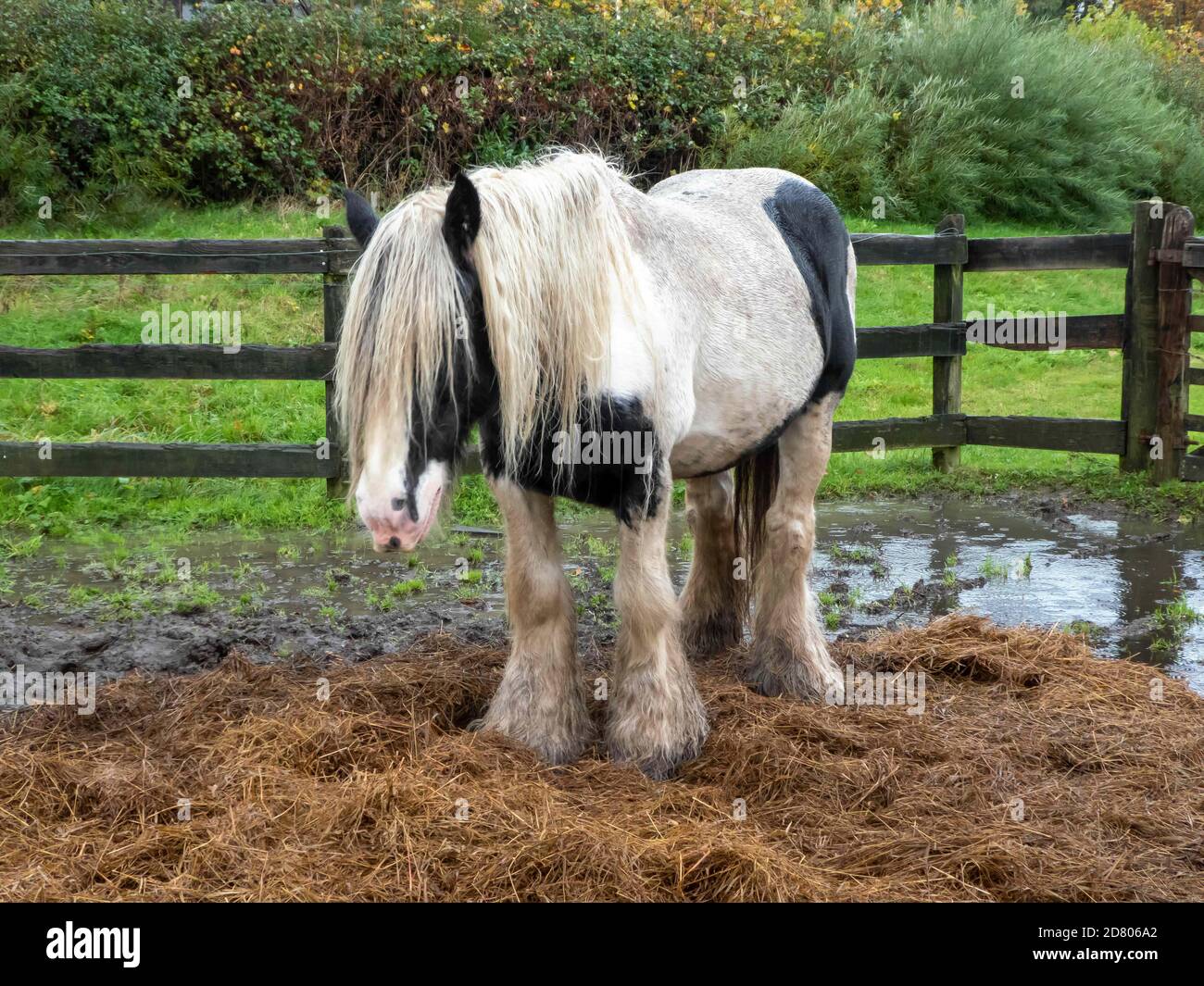 Sehr nasses Pferd, das im Regen steht Stockfoto
