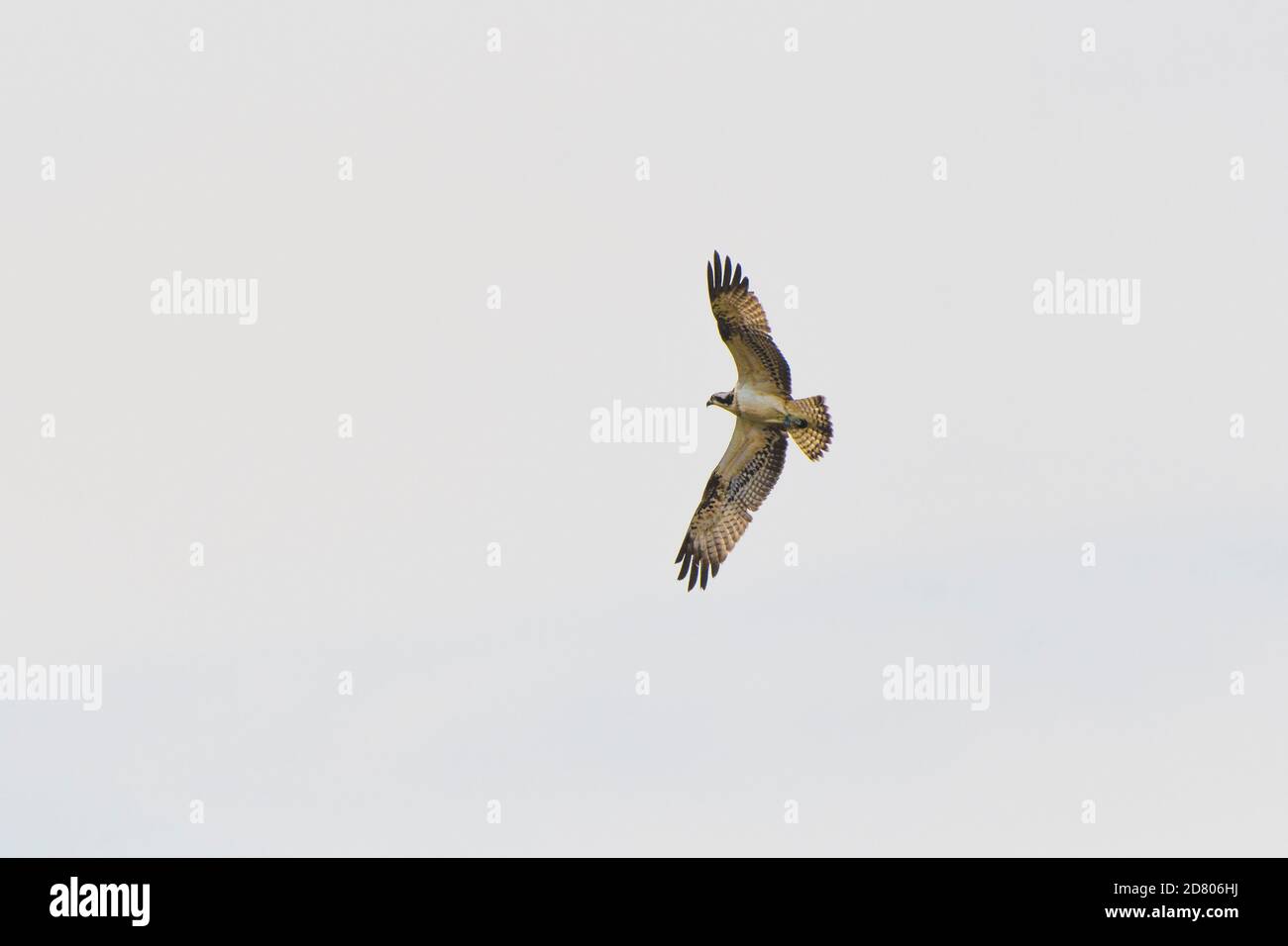 Ein westlicher Fischadler Pandion haliaetus, der über dem Himmel fliegt. Stockfoto