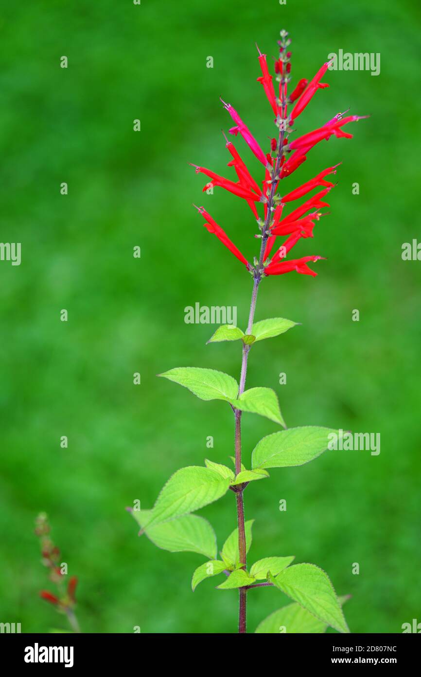 Rote Blume des Ananas Salbei Kraut in Blüte Stockfoto