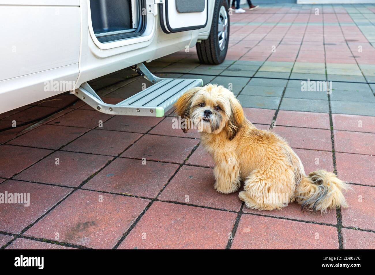 Allein kleiner Haustier Hund vor Camper Stockfoto