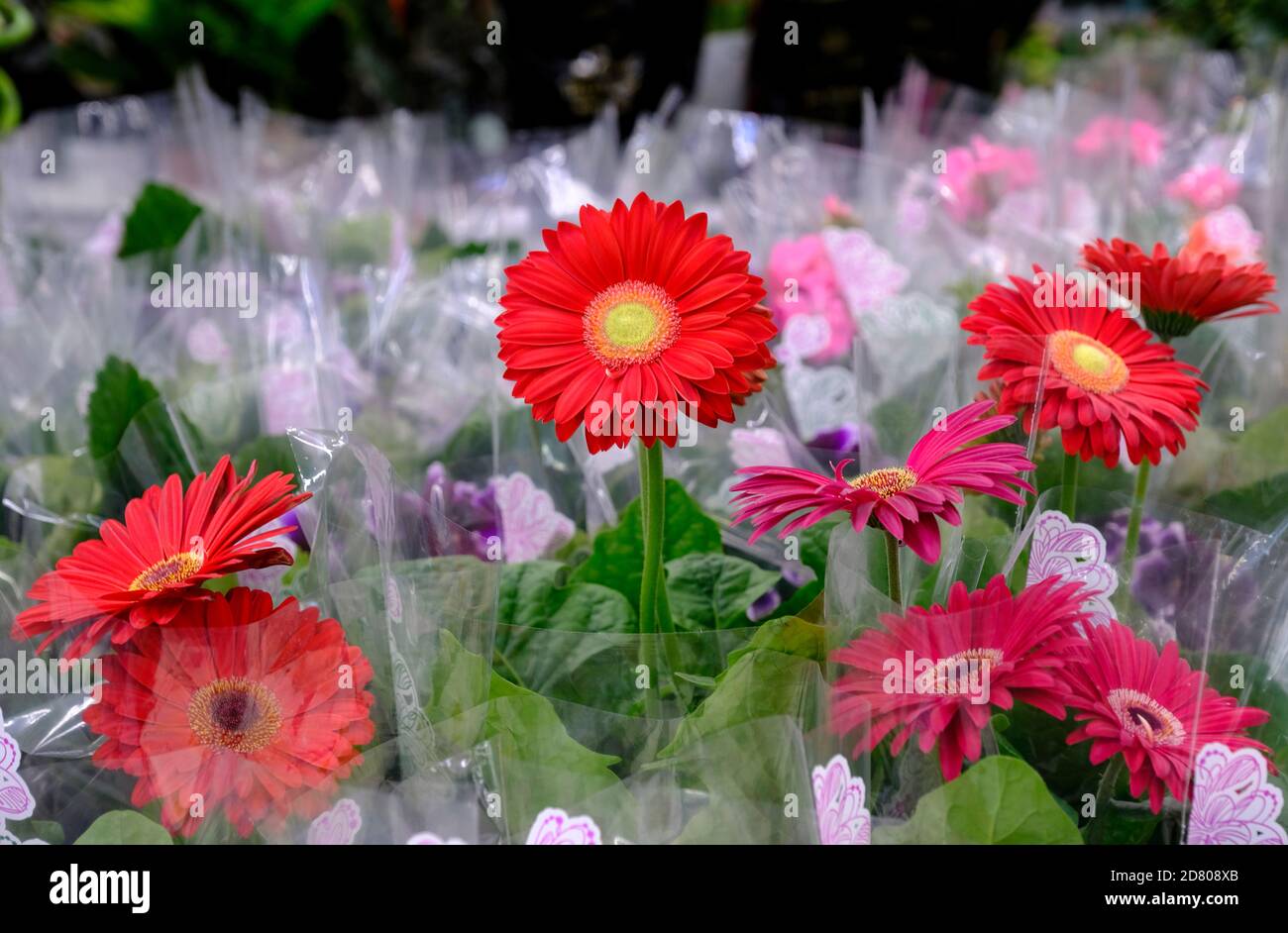 Rote Gerbera Blumen in Blüte Nahaufnahme auf Blumenmarkt Stockfoto