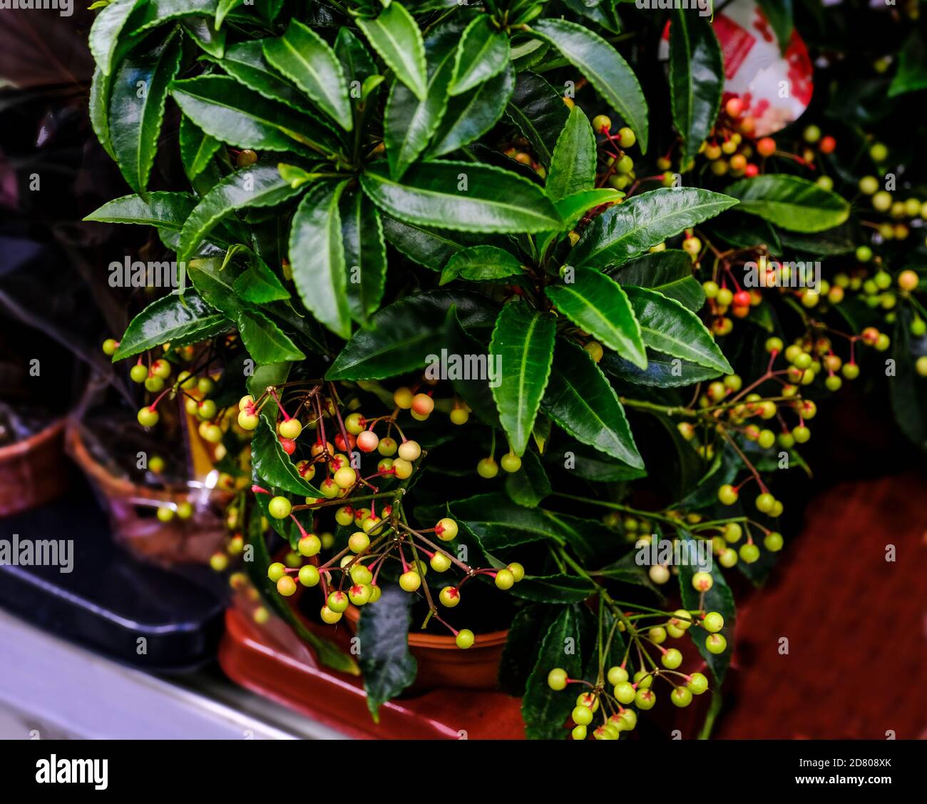 Grün belaubte ardisia crenata Beerenpflanze auf Blumenmarkt. Selektiver Fokus Stockfoto