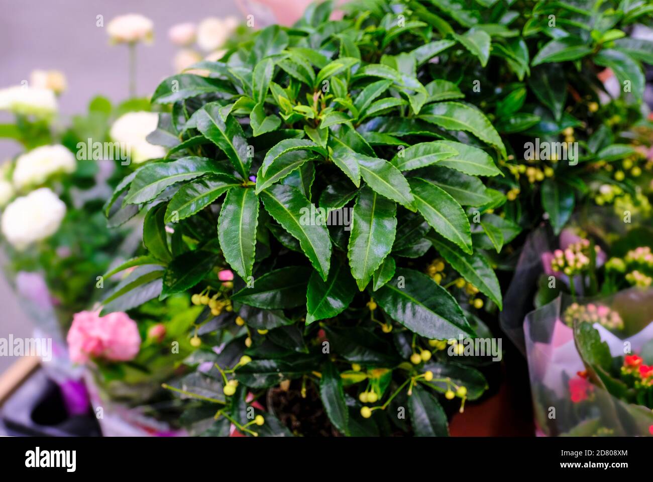 Grün belaubte ardisia crenata Beerenpflanze auf Blumenmarkt. Selektiver Fokus Stockfoto