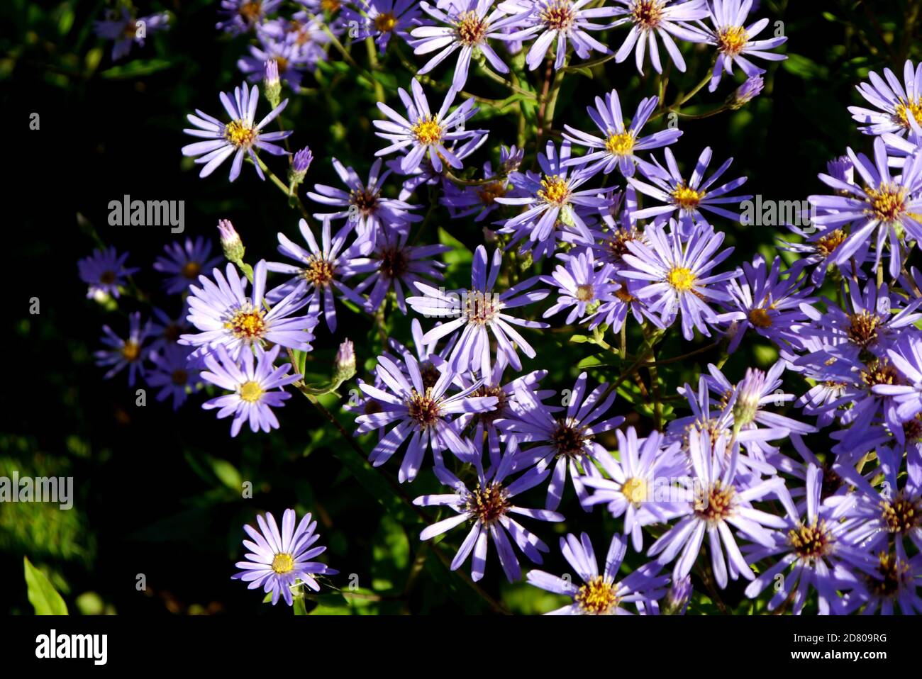 Mauve/Lilic American Asters (Daisy) Blumen in einer Grenze bei RHS Garden Harlow Carr, Harrogate, Yorkshire, England, UK gewachsen. Stockfoto