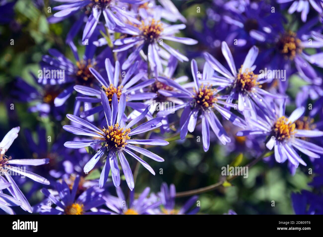 Mauve/Lilic American Asters (Daisy) Blumen in einer Grenze bei RHS Garden Harlow Carr, Harrogate, Yorkshire, England, UK gewachsen. Stockfoto