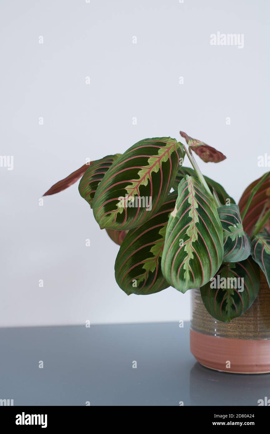 Nahaufnahme der Blätter einer maranta leuconeura Hauspflanze. Stockfoto