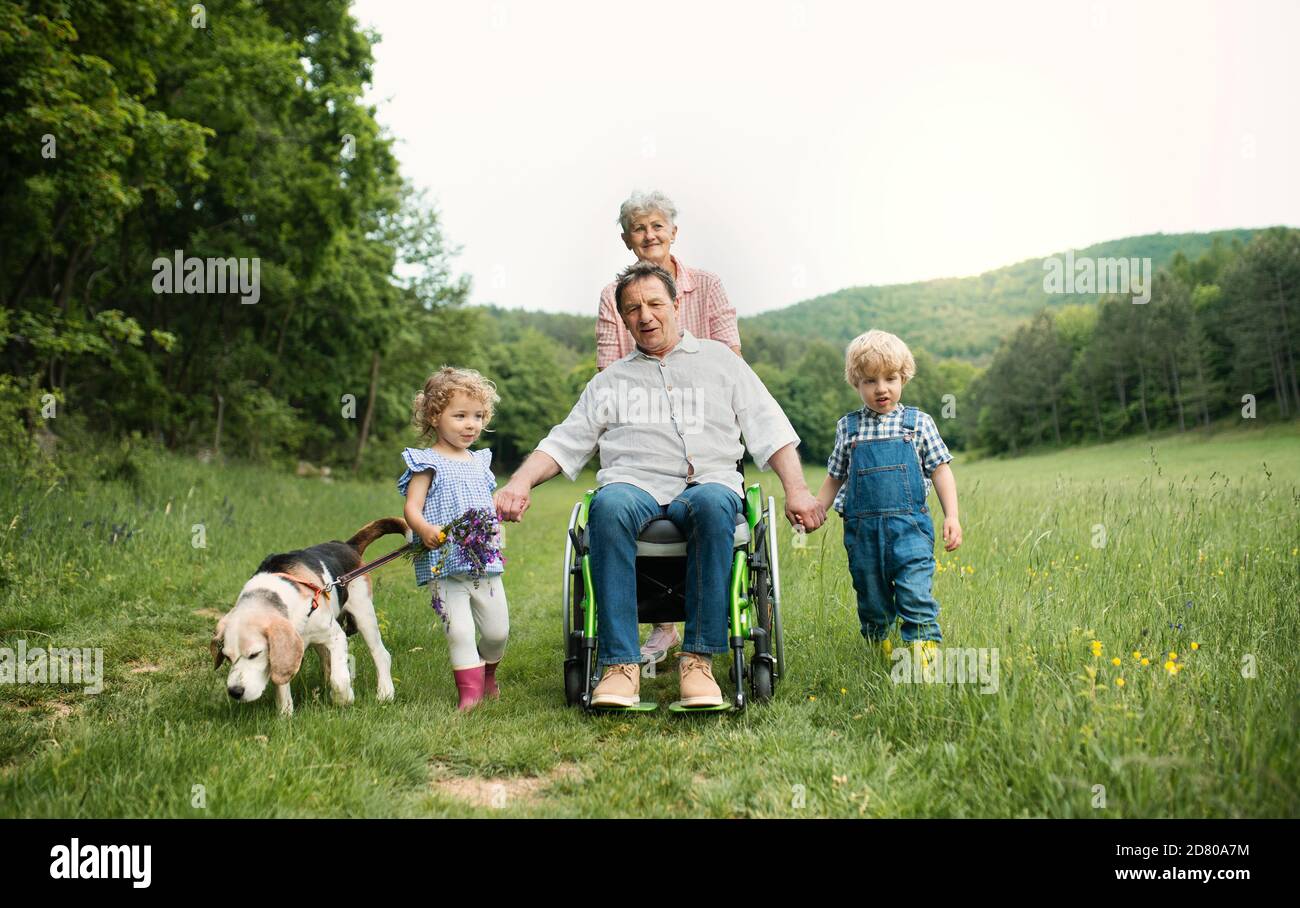 Kleine Kinder mit älteren Großeltern und Hund auf einem Spaziergang auf der Wiese in der Natur. Stockfoto