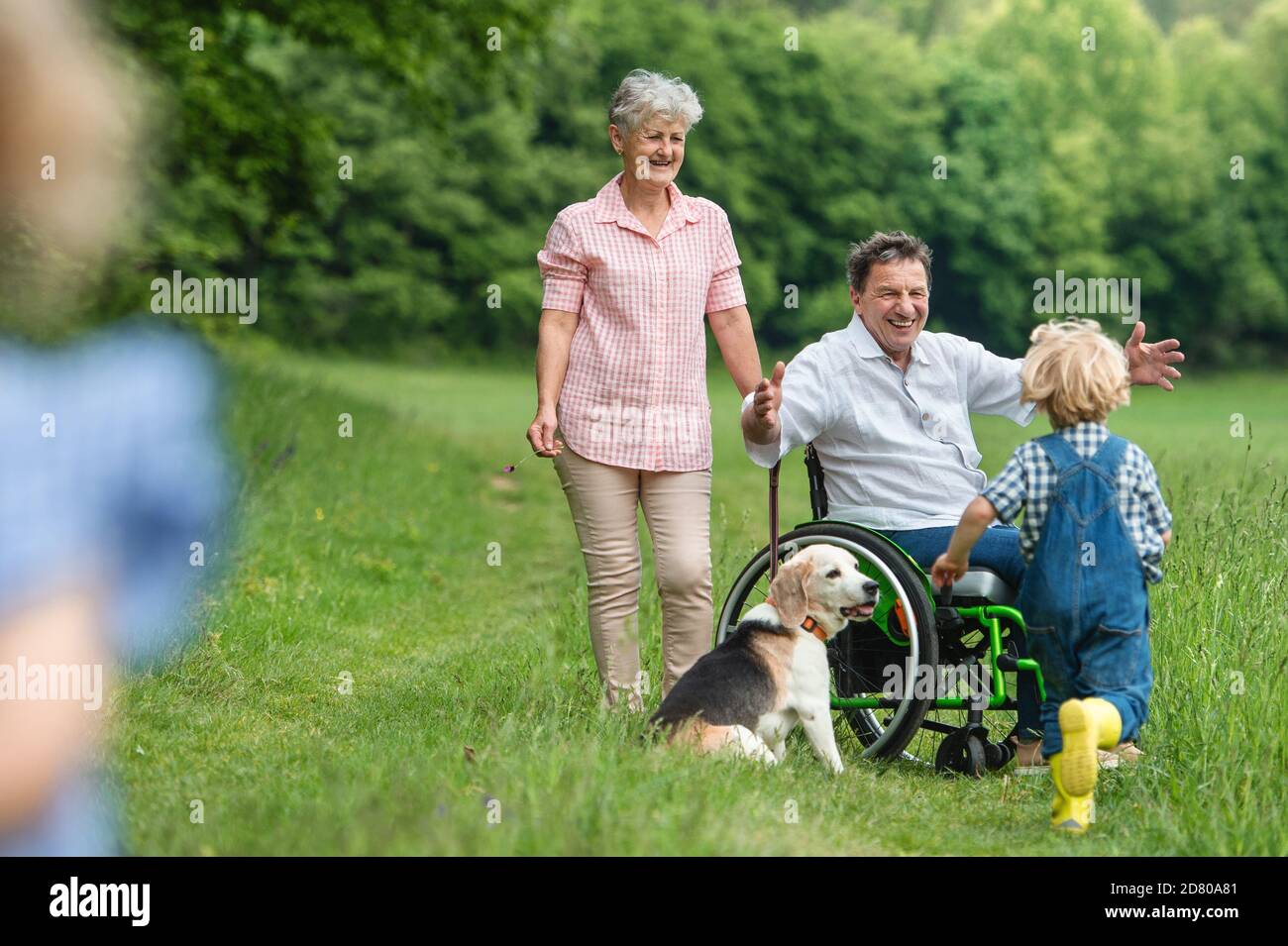 Kleine Kinder mit älteren Großeltern und Hund auf einem Spaziergang auf der Wiese in der Natur. Stockfoto